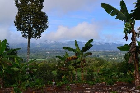 #Coffee is the most traded agricultural commodity. @m_arljung reflects on his study the effects of coffee certification on #LandUse in #CostaRica, suggesting a shift to a positive definition of coffee certification that includes added benefits. buff.ly/43cWtmE