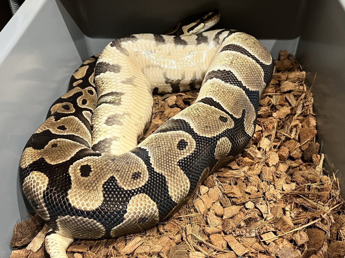 The females seem to be a little behind this season, but everything is going well. 

#ballpython #ballpythons #ballpythonclown #ballpythonmorph #ballpythonmorphs #ballpythonbreeder #ballpythonbreeding #clownproject #ボールパイソン