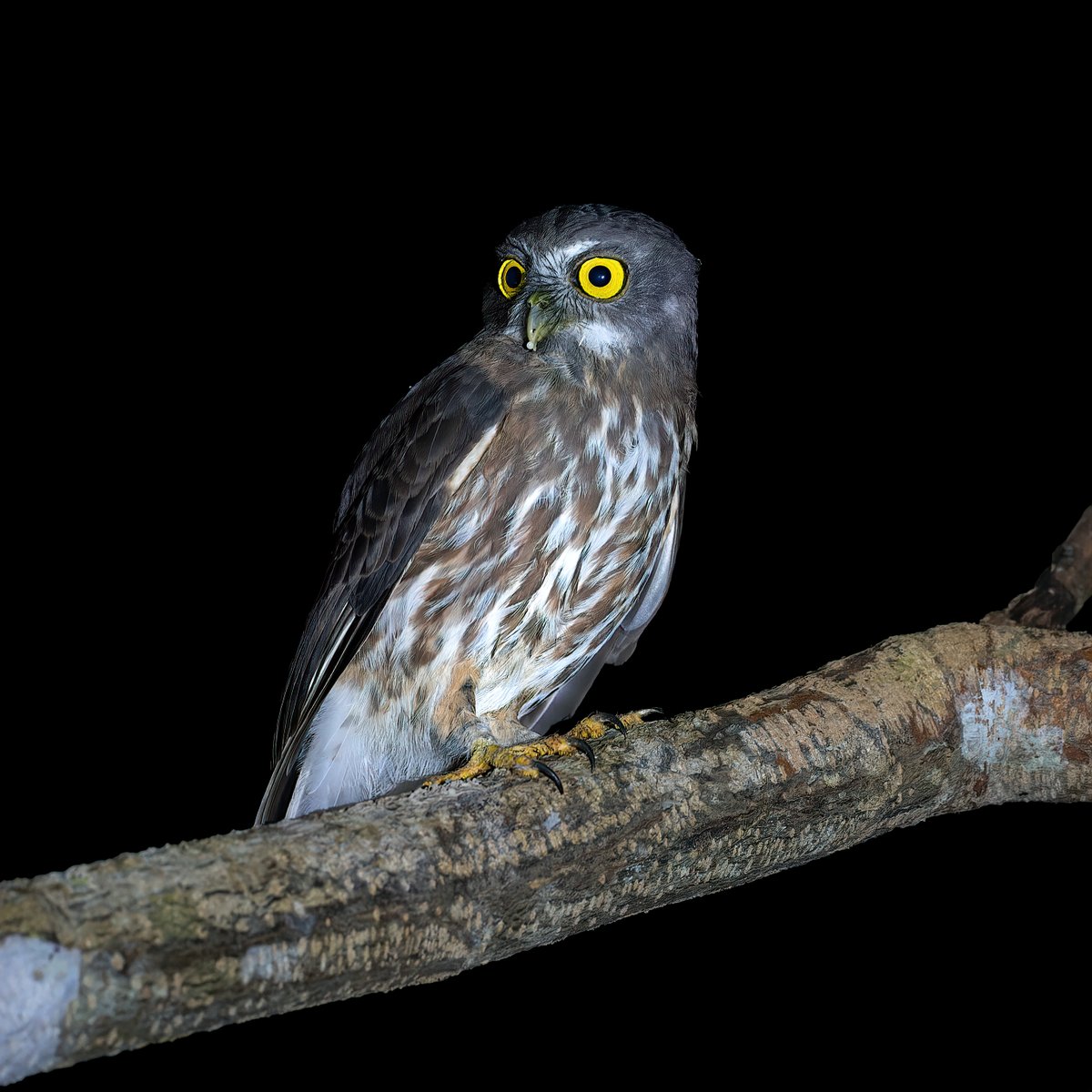 Owls are my all time favorite bird species... and once we are taking about favorite one... can't ignore this one :) Andaman Boobook also known as Andaman Hawk-owl Do you have any favorite birds to share or talk about? #IndiAves #ThePhotoHour #Favouritebirds