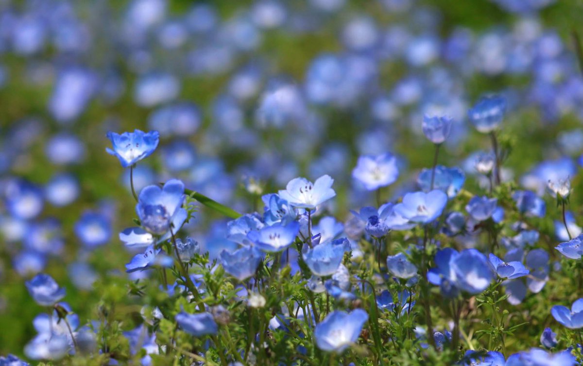 Nemophila at Hitachi Seaside Park,  past their peak today. Relatable 😂