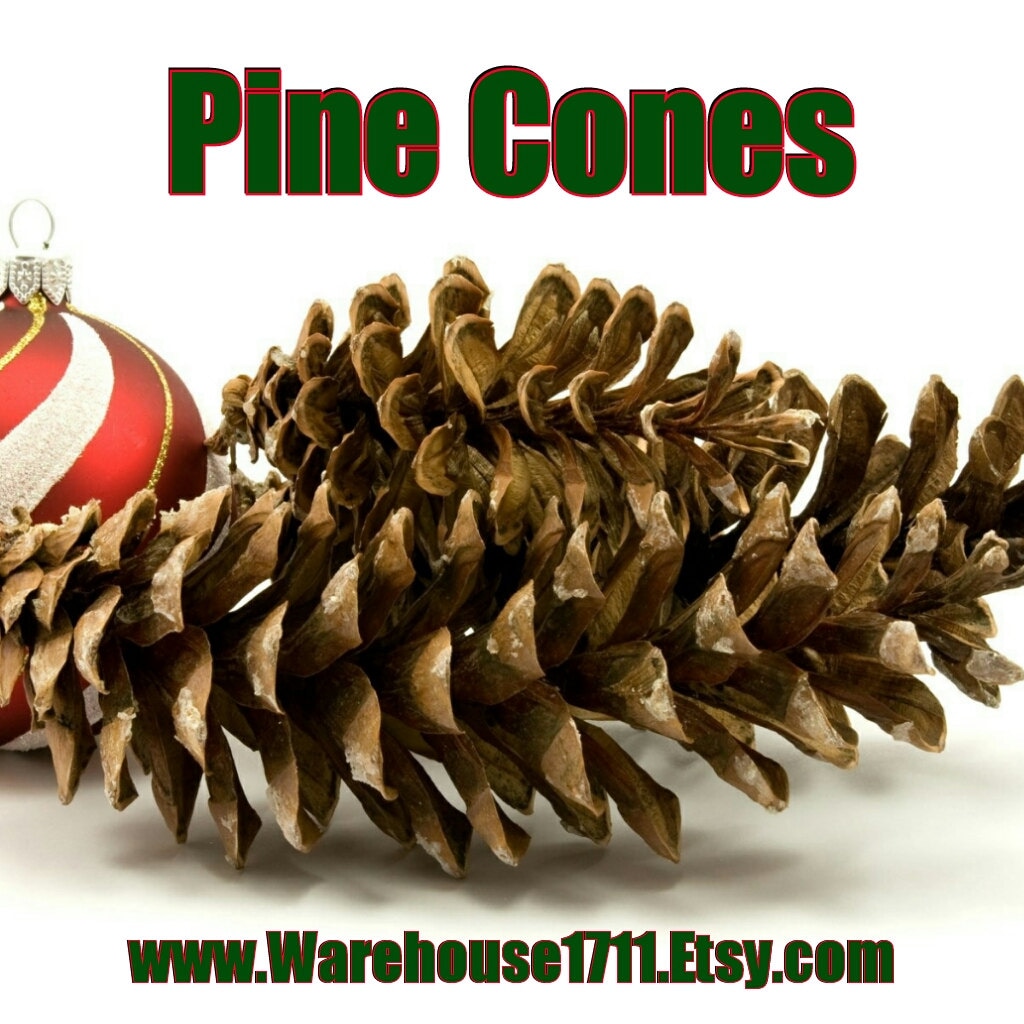 Pine Cones Candles/Bath/Body Fragrance Oil tuppu.net/d9efbfbd #candlemaker #handmadecandles #aromatheraphy #dtftransfers #explorepage #Warehouse1711 #candleoils #CandleFragranceOil