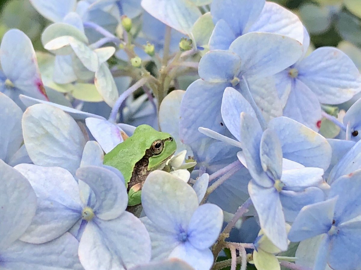 紫陽花の中で雨を待つアマガエル
かわいいですよね