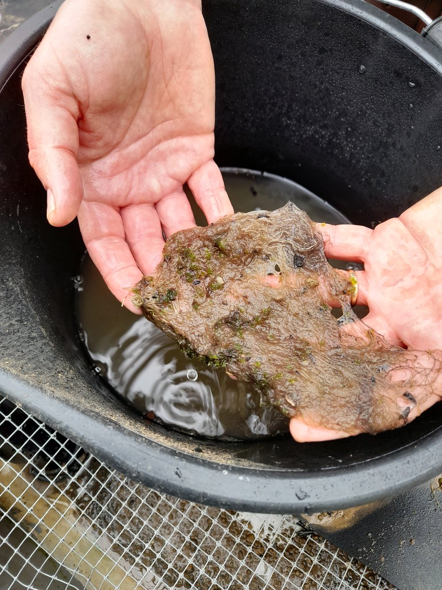 Now is root washing time! With plants grown in topsoil it promises to be a painful process.. #vulpiamyuroslife @NRInstitute @JonneRodenburg @ArsalKainat