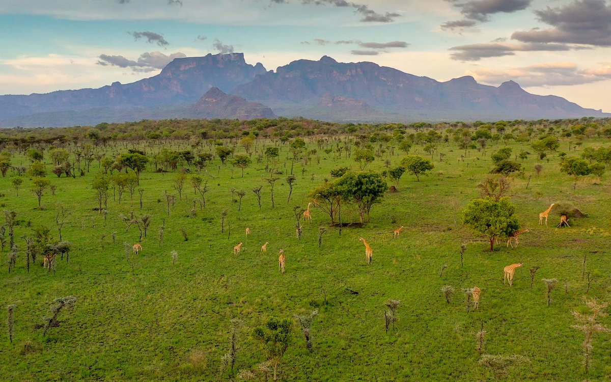 Explore a variety of wildlife sightings in Uganda's National Parks this weekend with our team

Talk to us now: mangosafarisug.com
Travel with #MangoSafaris Uganda