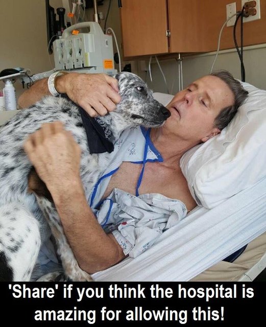 My dad's best friend came to visit him in the hospital.' ❤️ Do you think dog's should allowed to visit their family members in hospitals?