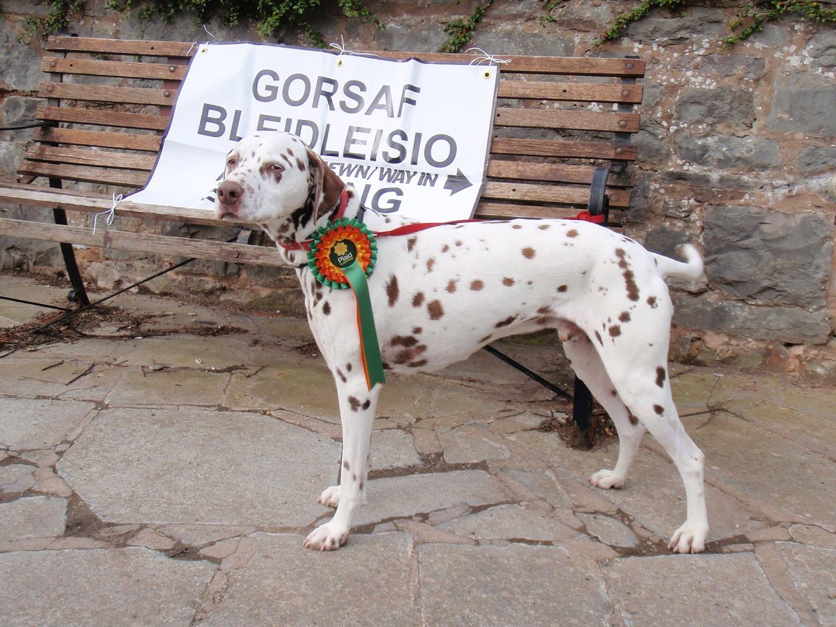 @Plaid_Cymru I’m very pleased to see my old friend Ben in that @Plaid_Cymru tweet. A photogenic dog if ever there was one, but not the only Plaid dog wearing a rosette at the polling station. Here I am, looking elegant as ever. Good luck today to @AnnGriffPlaid #VotePlaid