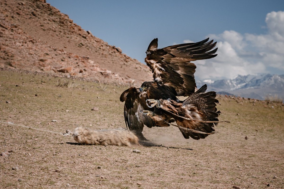 At Nomad's Land, watching an eagle is based on a number of legal and moral rules. Our eagle partners all have legal authorisation to train and hunt eagles. You won't see a rabbit sacrificed for your eyes, but a completely traditional training session. #falconry #eagle #nomadic