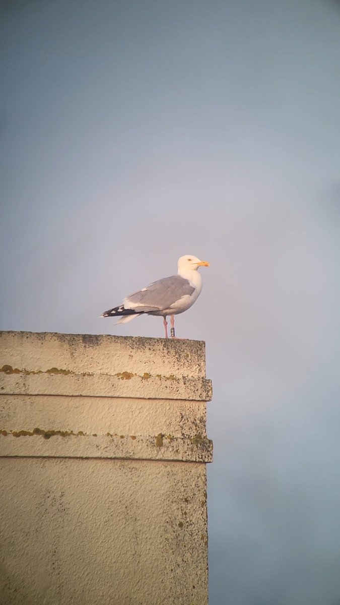 NGoulem's tweet image. Ringed in 2008, still flying around. 

Ringed in the port of Zeebruges, but hasn't been seen there since 2014. Spends its time in Koksijde (BE) with occasional holidays in Vlissingen (NL). 109 sightings along its life, last one in October, same place. 

Have a nice spring KN•AT