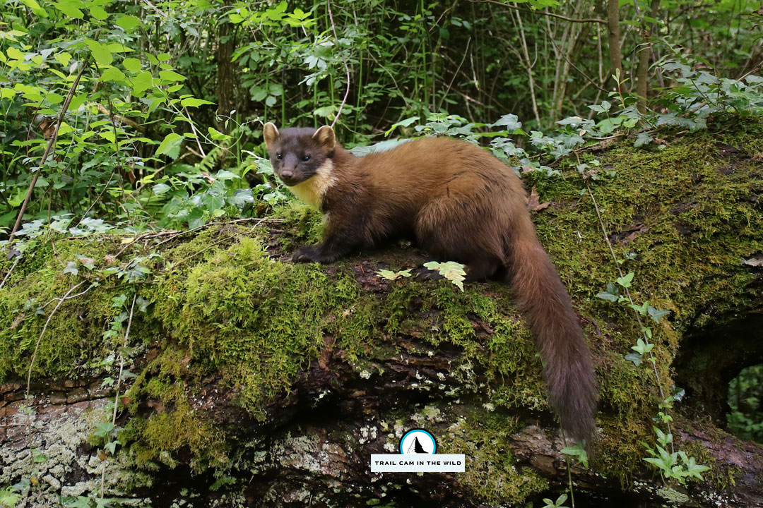 Nature is beauty🌼🍀🐾
#pinemarten #martesmartes #marten #mustelid #trailcam #trailcamera #phototrapping #forest #marten #closeup #cameratrap