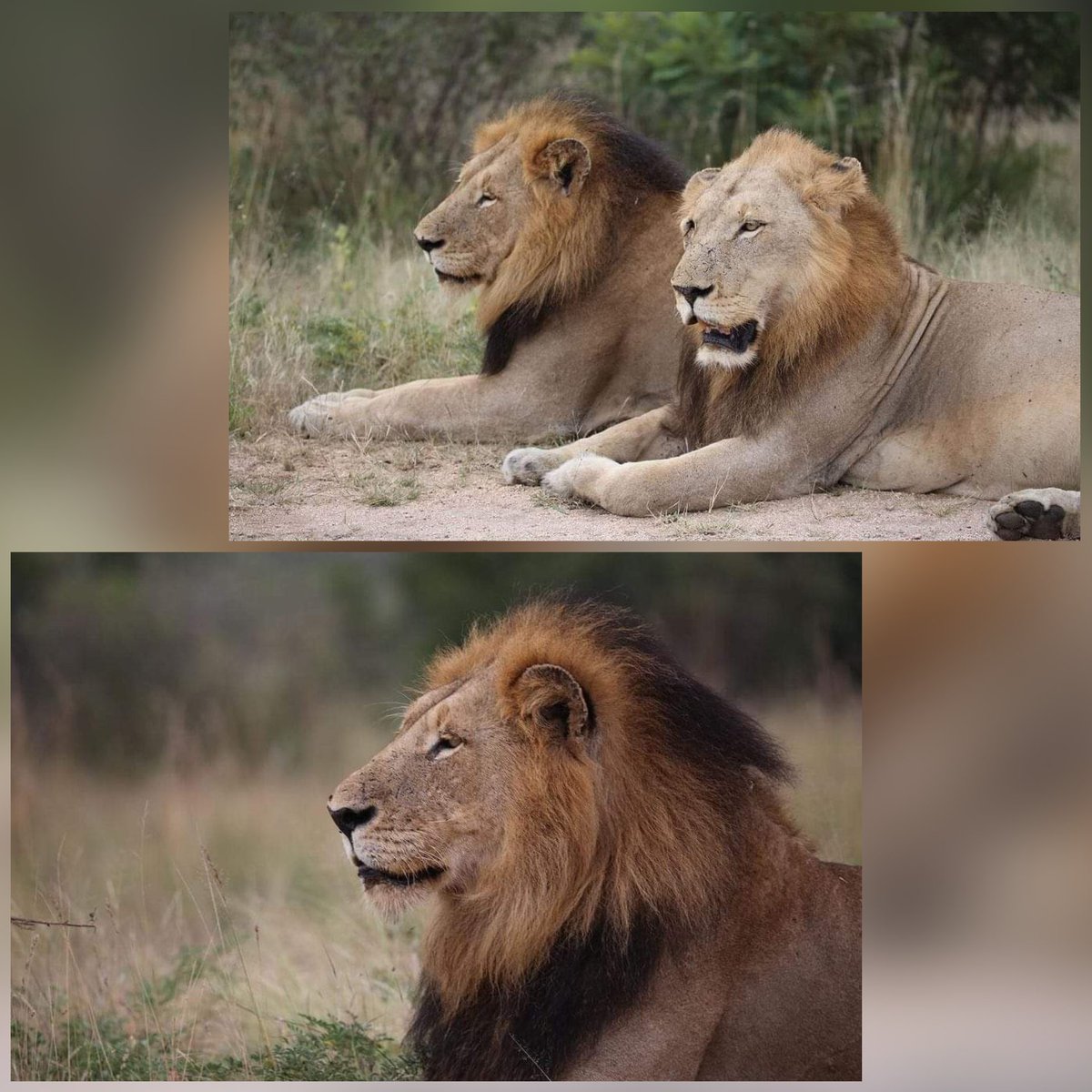 Best buddies? Nkuhuma male and Skorro Tumbela male. We will see if they do end up being best buddies, would benefit both of them. #LoveLions 📸 Gertjan Pols Instagram