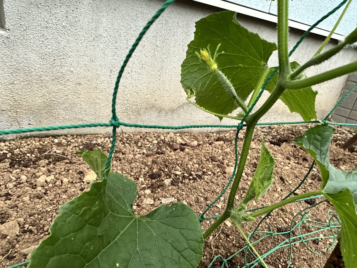 家庭菜園の🥒
実が出来るのはやいな…

＃家庭菜園