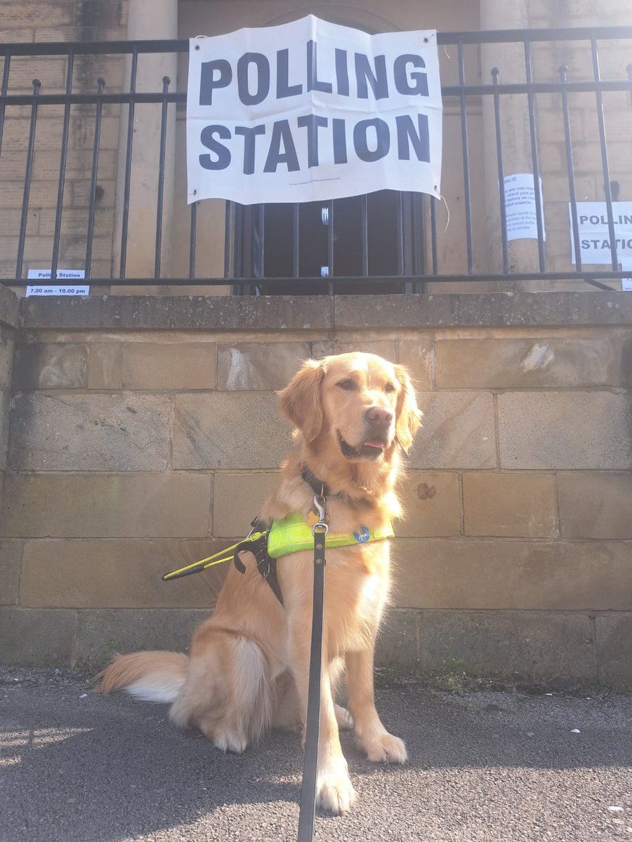 Delice who's in training in Leeds is joining in too! 🦮 #GuideDogsAtPollingStations #DogsAtPollingStations