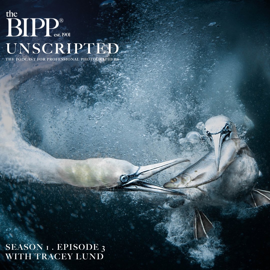 The latest episode of BIPPUNSCRIPTED is out 🎧🗣

Meet Tracey Lund, a multi-award-winning wildlife photographer! 

Click here to listen 👉 lnkd.in/grkXdUQh