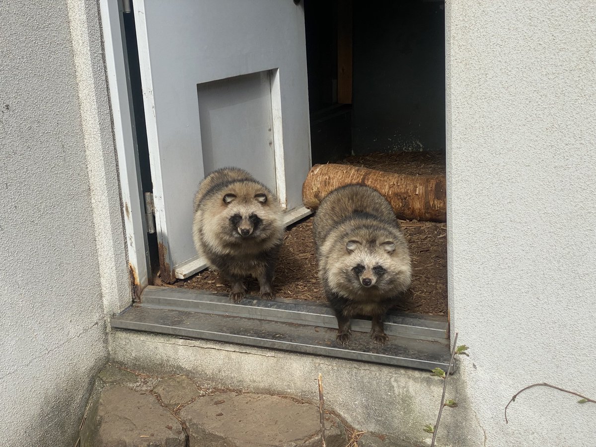 ゴールデンタヌキタヌキ

#エゾタヌキ　#エゾタヌキ協会  #タヌフェス  #タヌキチャージ #タヌ活 #raccoondog #tanuki