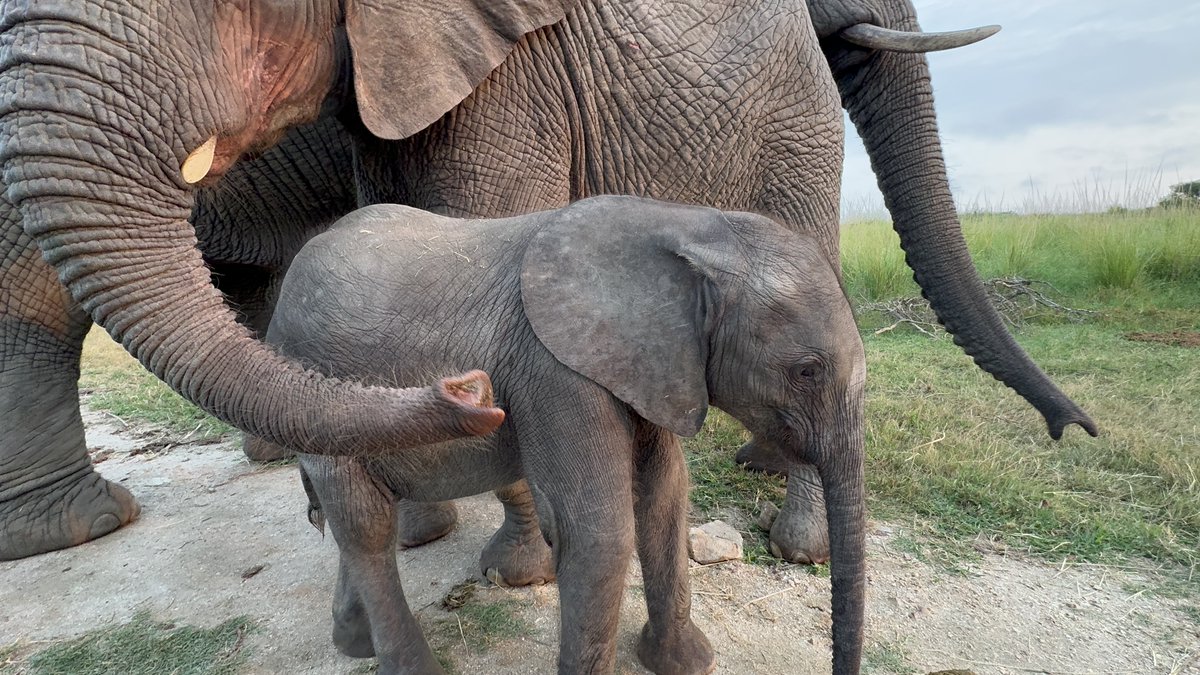 Dear HERD friends! We know that you are desperate for an update on Phabeni and we are so grateful for your love and concern for this special little bull.