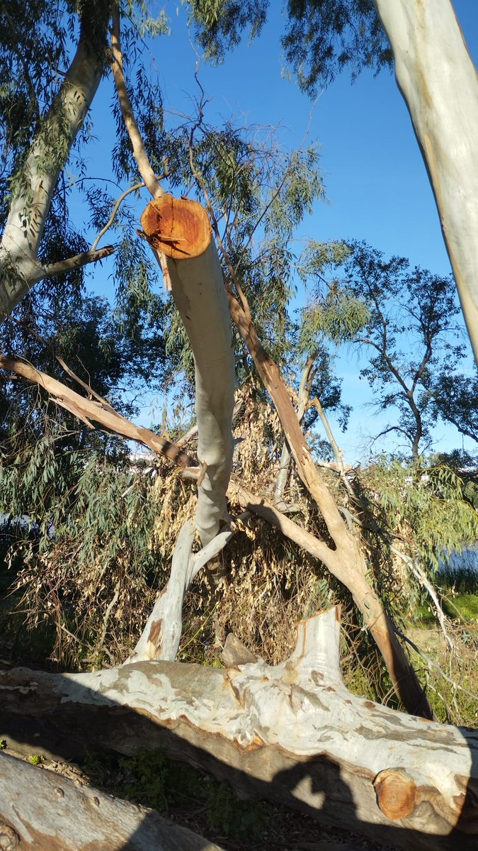 El Ayuntamiento ya tiene solución contra los ataques que sufre el Eucalipto Arpa del Guadalquivir, catalogado como árbol singular: proceder a su DESCATALOGACIÓN ¿?😵 Acompánñenos en esta triste historia 👇