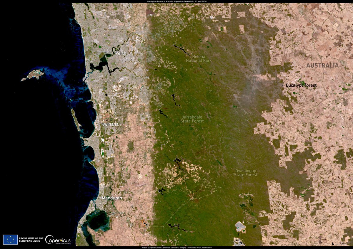 #ImageOfTheDay Due to recent #drought and extreme temperatures 🌡️, trees in Western #Australia 🇦🇺 are dying, while some of them are endemic to the region ⬇️ An affected eucalypt forest is visible in this #Sentinel2 🛰️🇪🇺 image acquired on 20 April