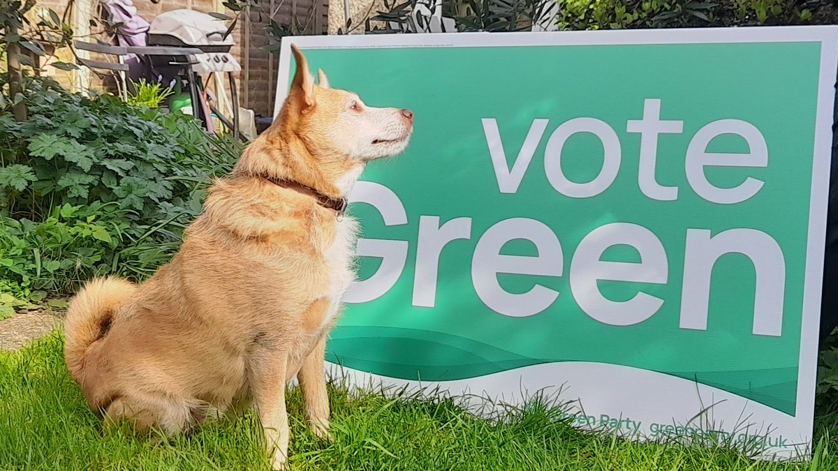 Not a dog at a polling station. But definitely a dog that knows what to do on polling day 💚 #VoteGreen to #GetGreensElected Vote @BCGreenParty @TheGreenParty in #Brentwood