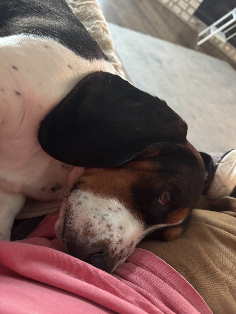 @MocklerBassets Mr. Chesney has his first appointment today with the mean Ol’ Vet today. 🤣He will be getting the once over well maybe the twice over. He is giving me the poor pitiful me look when I told him.