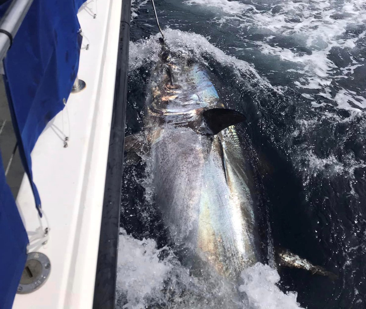 🔓 Applications now open for experienced angling skippers to catch-and-release Atlantic #bluefin tuna in #Ireland. 📅 Skippers can apply to join the 2024 Tuna CHART programme between May 2 & May 8. More: tinyurl.com/2uurdcta Tuna caught and tagged in 2023 ⬇️