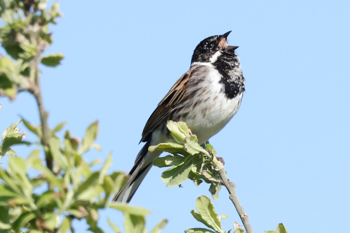 Male Reed Bunting singing outside the RSPB Dungeness visitor centre.