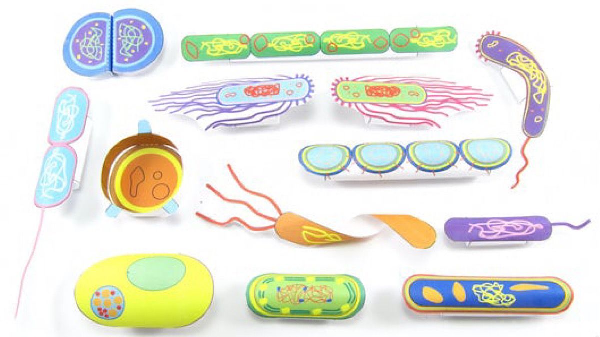 Bacteria come in all shapes and sizes and were one of the earliest forms of life on our planet. However, they can cause diseases. Your students will enjoy making 13 different #bacteria & learning about which are good and bad! bit.ly/33K9FVO

#iteachbio #biologyteacher