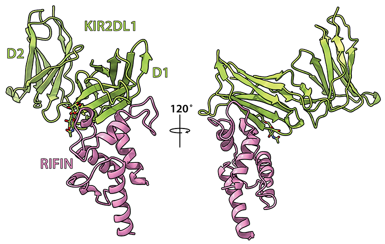 Our latest preprint reveals an amazing evolutionary battle between malaria parasite and human. The parasite evolved RIFINs to bind to inhibitory KIR receptors and suppress immune cell function while humans evolved activating KIR receptors to bind these RIFINs to kill parasites!