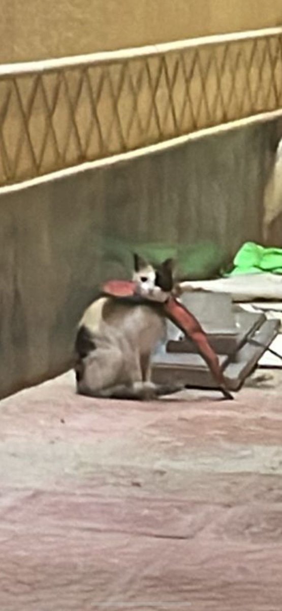Animal_rescue0's tweet photo. #إنقاذ #عاجل #الرياض 
هذي القطه لها شهرين كذا محد قدر يمسكها وللآن وهذا الشي متعلق برقبتها وللأسف حامل محتاجه فقط احد يقدر يمسكها ويفك من رقبتها هذا ويرجعها مكانها لأنها عايشه بهذا المكان ومتعوده عليه الموقع 
https://t.co/LqpVzftaas https://t.co/G2C7txGwFQ