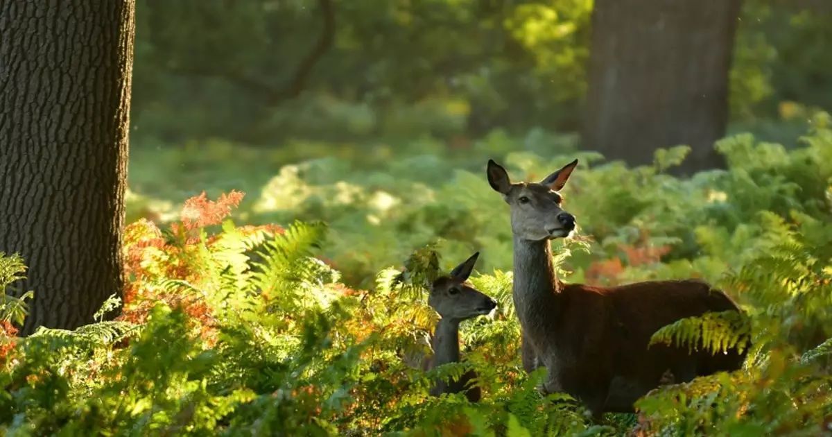 The Royal Parks recruits Volunteer Rangers for deer birthing - @TheRoyalParks c-js.uk/3QruL0U