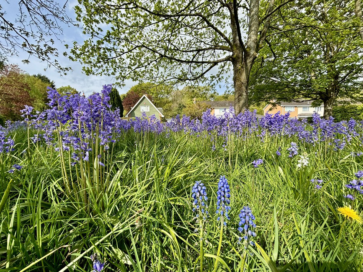 #Bluebells and some random Whitbells on Nana’s estate looking lovely the sunshine. 16°c in Carlisle with an easterly breeze ☀️ #loveukweather #nature #spring