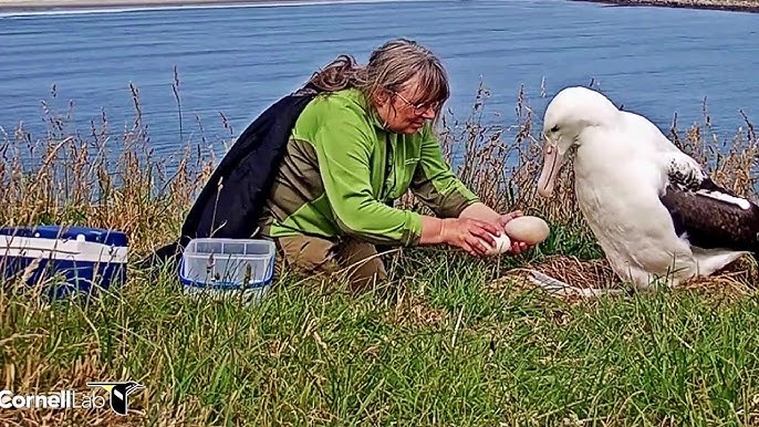 WilksBecca's tweet photo. You're not getting a better genre of image than "Researcher interacting with Big Albatross", I'll tell you https://t.co/tiQkzCmSdr