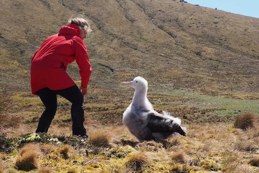 You're not getting a better genre of image than 'Researcher interacting with Big Albatross', I'll tell you