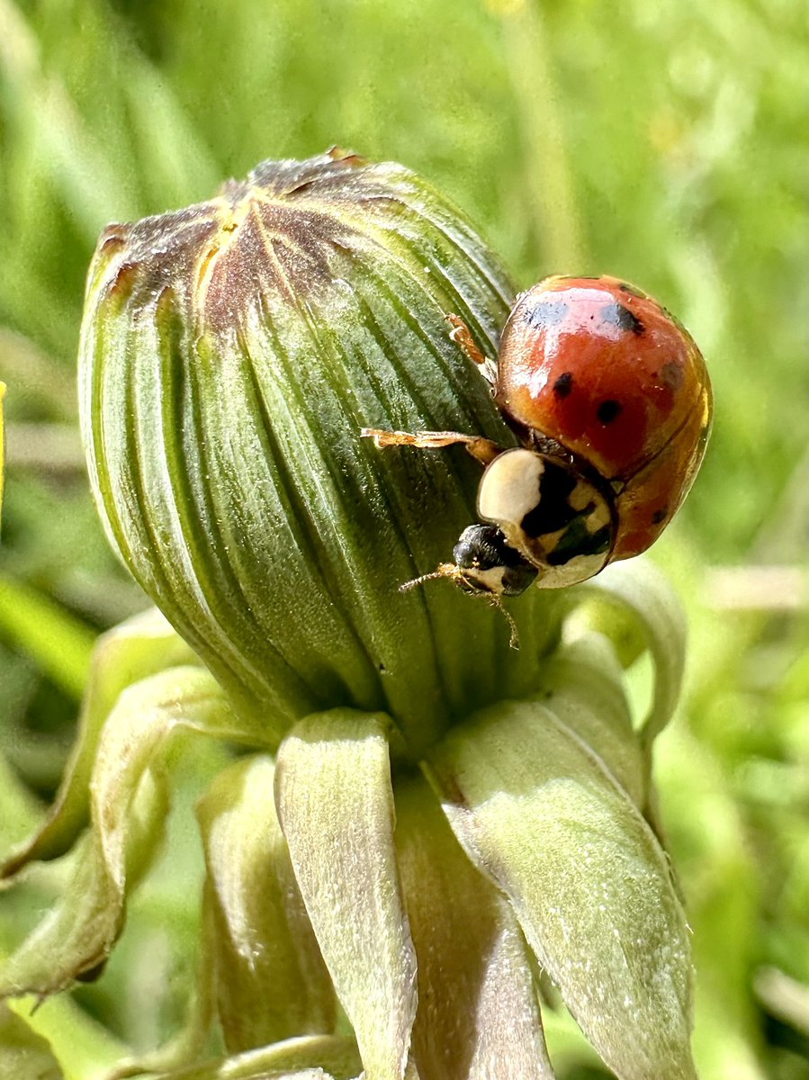 Did you know… Ladybugs are voracious predators, especially of plant-eating insects like aphids. An adult ladybug can consume up to 75 aphids in a single day! Over its lifetime, it can eat up to 5,000 aphids! Making it a valuable ally in agricultural settings and…