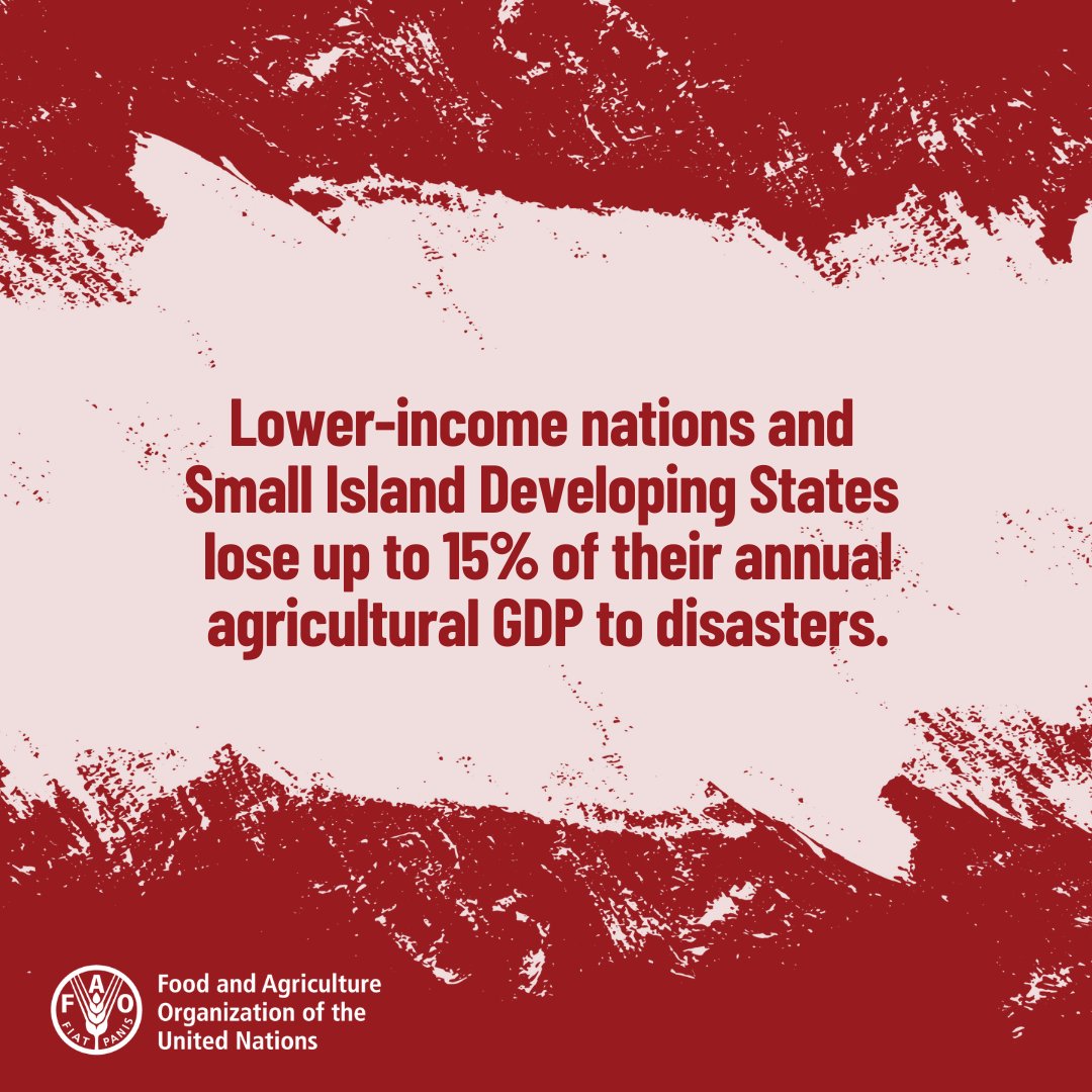 Increasing disaster impacts are affecting agrifood systems and are likely to make food production more unpredictable.

We must invest more in #DisasterRiskReduction and #AnticipatoryAction to protect our food security.

Read @FAO's #LossAndDamage report: bit.ly/Loss-Damage