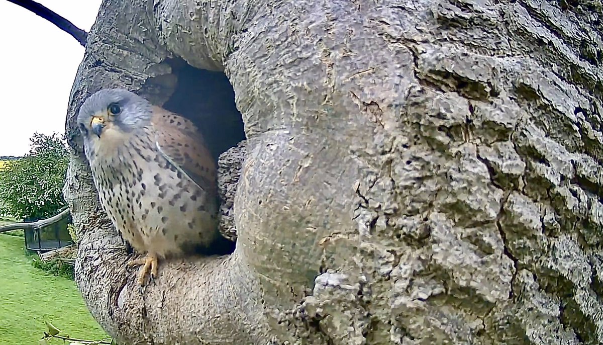Never thought I’d see the day when a kestrel would visit this cam! So glad to have this cam connected to the wifi again! 🥰 #kestrel #wildlife #nature #birdsofprey @GreenFeathersUK