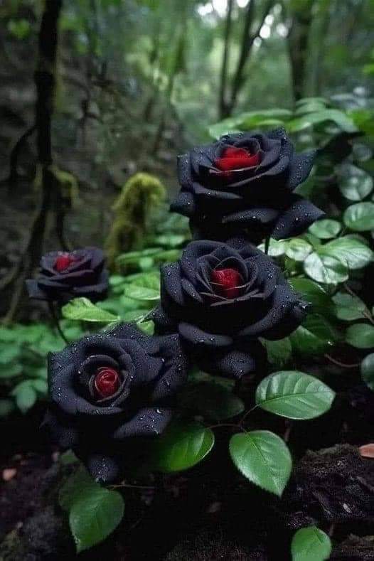 Nature is amazing Respect it THE BLACK ROSE OF HALFETI One of the rarest varieties of roses When they bloom in the spring, they have a red color, and in the summer they have a 'black' color... symbol of mystery Beautiful photo ! Copied