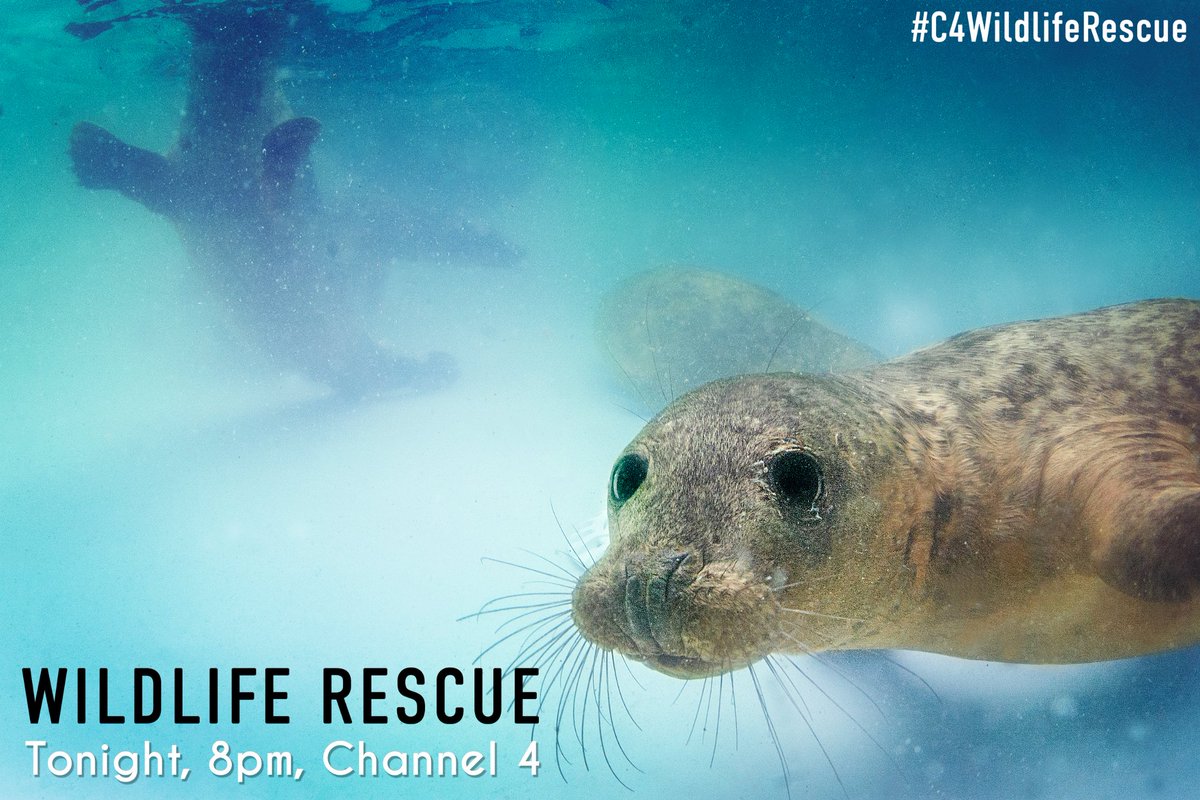 This is your final warning folks... episode 3 of our TV series, Wildlife Rescue, airs TONIGHT at 8pm on Channel 4! 🥳 This is the penultimate episode of the series and we really hope you enjoy it! #C4WildlifeRescue