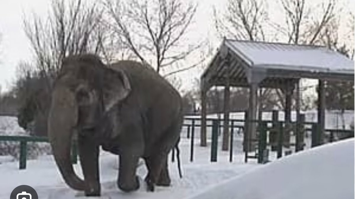 Nestled on the banks of the North Saskatchewan River 🇨🇦 is Edmonton Valley Zoo.
A small run down zoo that houses #Lucy the 🥶 loneliest 🐘 in the 🌍
Nothing to be proud of hey @TravelAlberta
What would be proud @AmarjeetSohiYEG is to let #Lucy go to #sanctuary.

#SanctuaryHeals