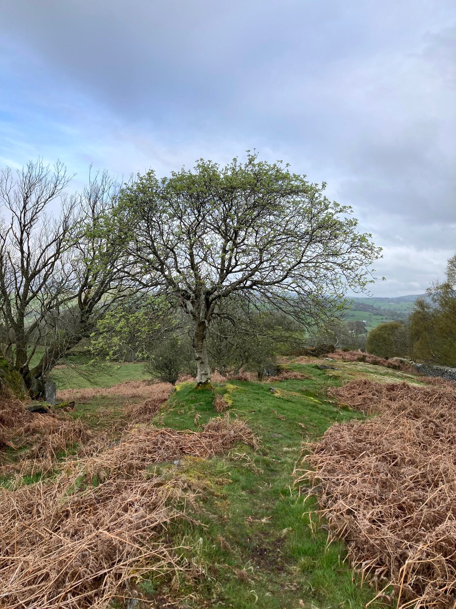📣 FREE event 🗓 Wed, 22 May, 2024. 10-1 BST 📍 Cynwyd LL21 0AJ Join us on a beautiful circular 2-3 hour guided walk in partnership with @North_Wales_WT. We’ll be talking natural heritage and surveying for Invasive non-native species! 📲 buff.ly/44syYqP