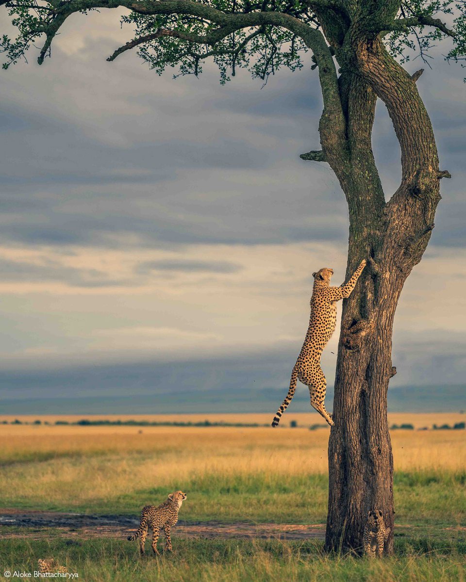 📷Mother cheetah Nashipai leaps into a tree to survey the area for potential prey. Maasai Mara National Reserve, Kenya. © Aloke Bhattacharyya (Photographer of the Year 2024 entry)

#wildlifephotos #wildphoto #wildlife_shots #wildlifephotography #photography #photographer