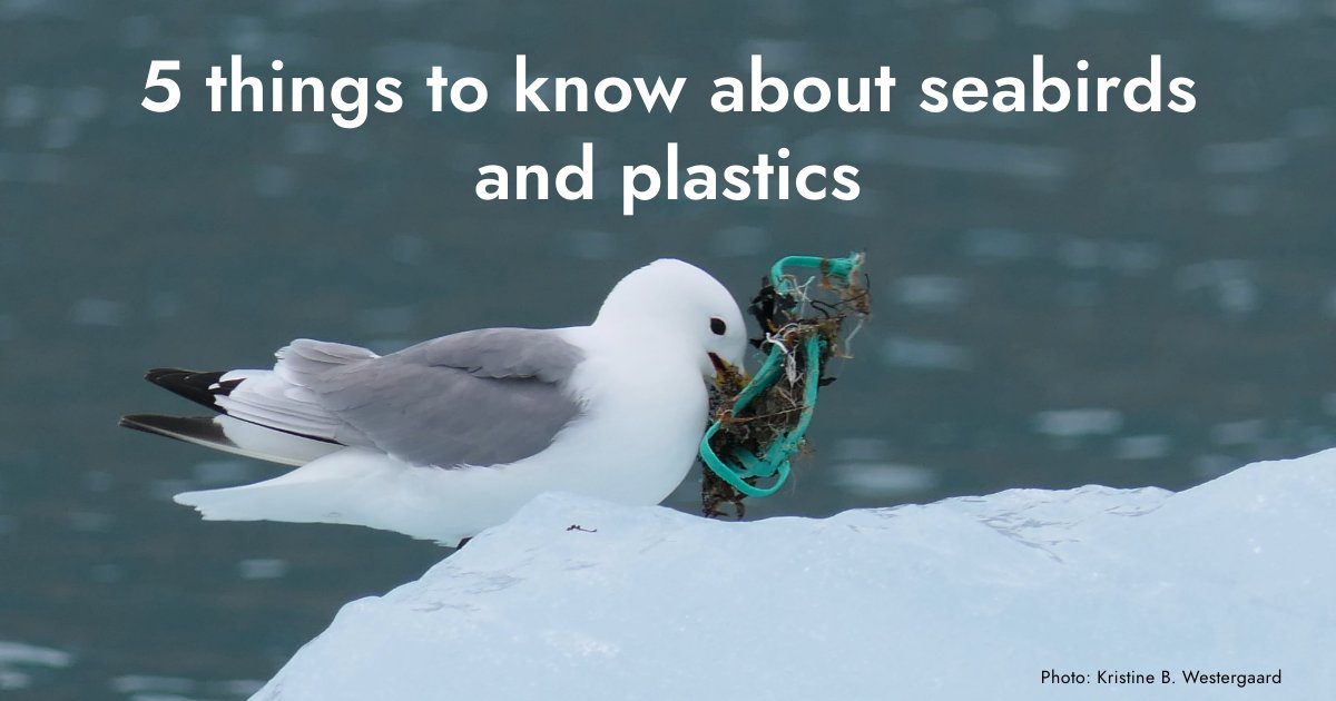 Seabirds play an important role in marine ecosystems. However, some Arctic seabird species are in decline, and plastic pollution may exacerbate these declines. @CAFF_Arctic released a series of reports on seabirds and plastics. Here are 5 things to know: arctic-council.org/news/arctic-se…