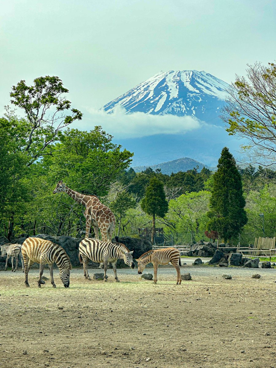 サバンナと富士山