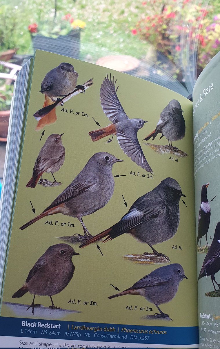 I've just received this beautiful book on the Birds of Ireland by Jim Wilson & @MarkCPhotografy and I was puzzled why... then I remembered that I was emailed by Jim last year asking if they could include one of my photos. 😊 I found it... guess which Black Redstart is mine? 🤔🐦