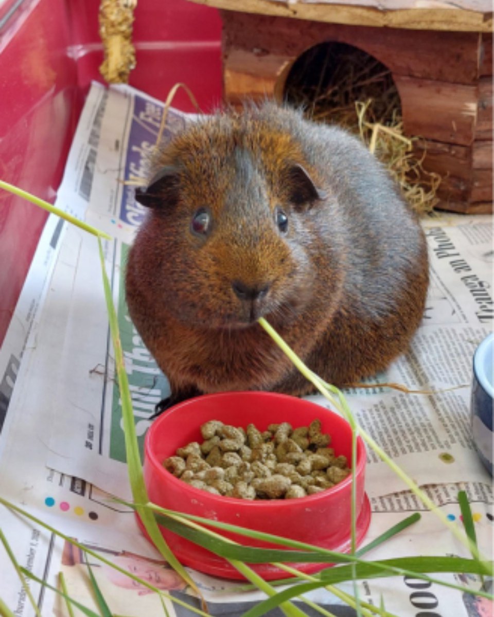 Just looking for a forever family to take him home 💙 George is a 5-year-old guinea pig obsessed with Dandelion leaves and cucumber and will squeal when he hears and sees you coming with his vegetables and greens, its adorable! 🐹: ispca.ie/rehoming/detai…