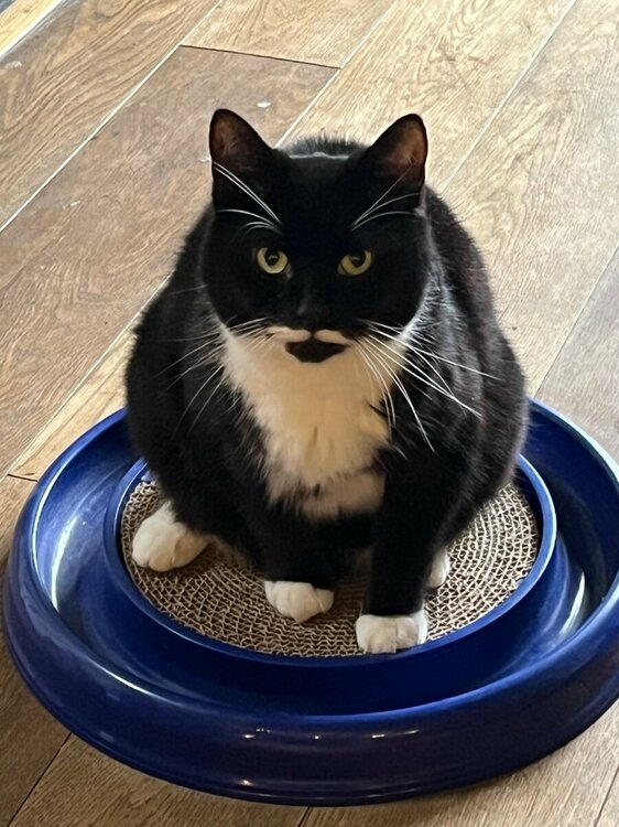 Rubie the black & white cat who lives on Woodwarde Road, has been missing since 18th April. He has a very distinctive white moustache, black ears, white front paws, and mostly white back legs & is microchipped. Plse check sheds in case he's trapped #HerneHill #Dulwich #lostcat