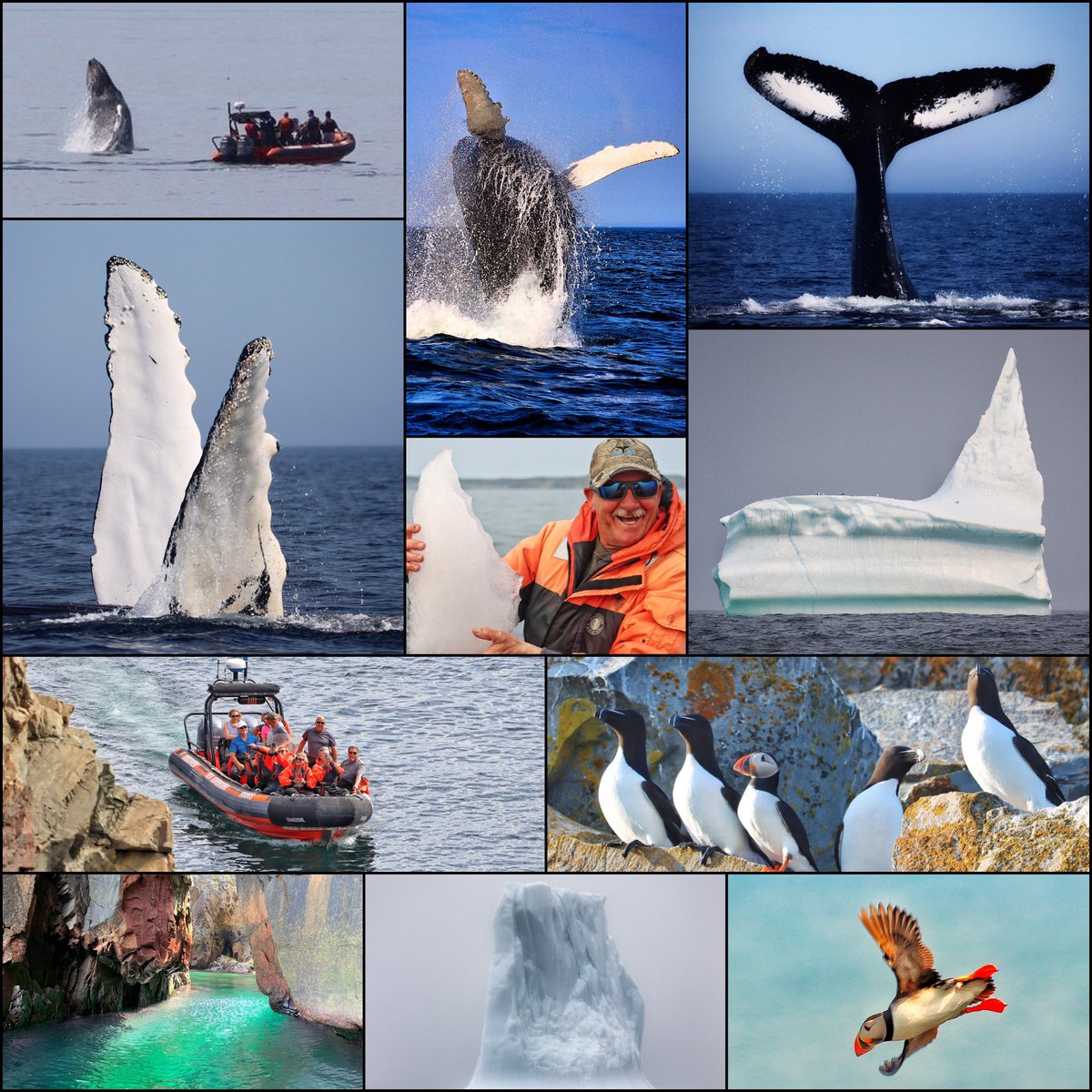 Good morning!! Giving a little shout out to my buddy, Capt. Bob Currie of @discoveryseabob!! All of these pics I took while out on his awesome boat tour here in Bonavista, NL. Be sure to book if you’re visiting the area! dsatours.com