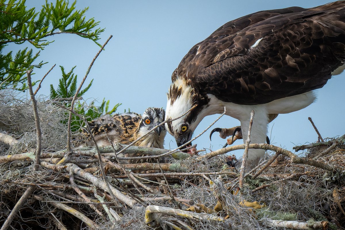 Breakfast time in the nest...
Ospreys
#photography #NaturePhotography #wildlifephotography #thelittlethings