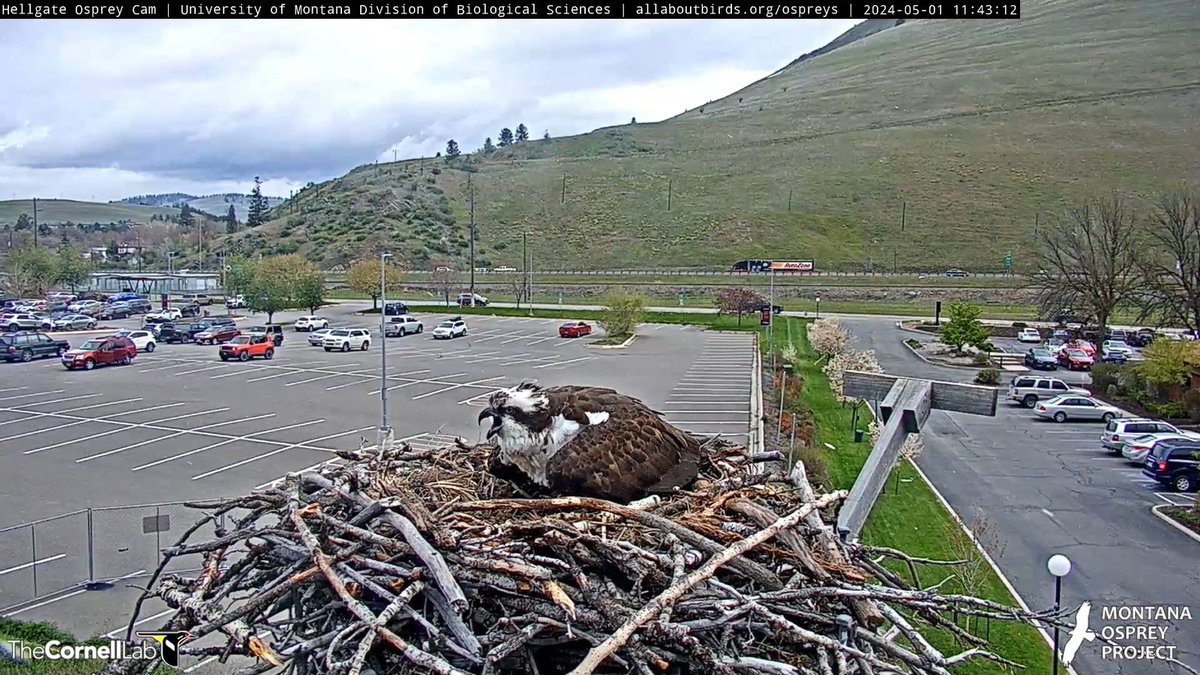 5/2 Good Morning, #CHOWS! Iris is a master teacher. NG will do well under her tutelage. Even when Iris did not breed, it was a blessing to learn more about osprey life from her. We have an exciting new chapter to write this year! Our Motto: Watch & Learn
#BeAnIris
#HellgateOsprey