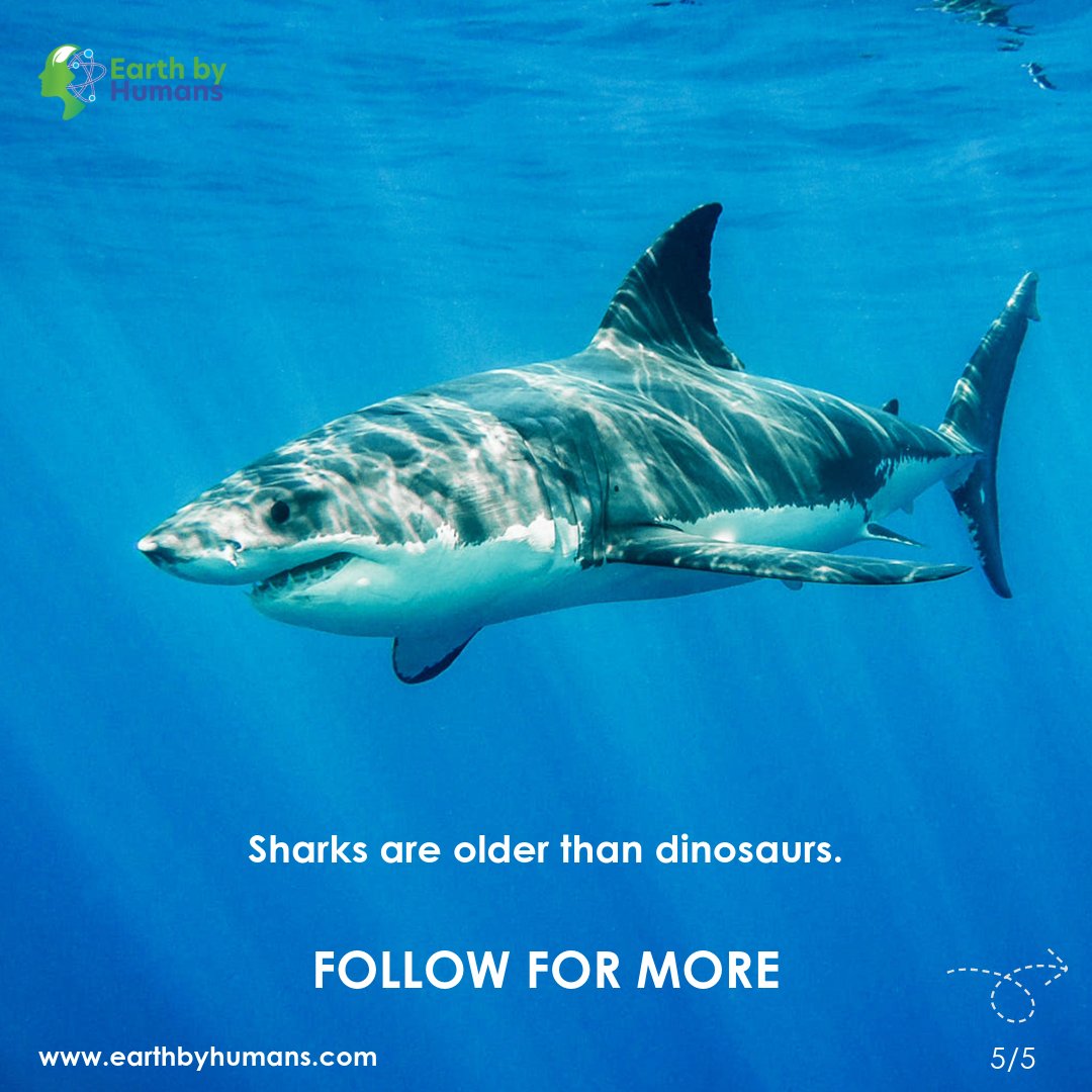 Dive deep into the mysterious world of sharks with these jaw-dropping facts! 
.
.
follow us- Earth by Human
.
.
 #EarthbyHuman  #SharkFacts #SharkWeek #OceanMysteries #MarineBiology #SaveTheSharks