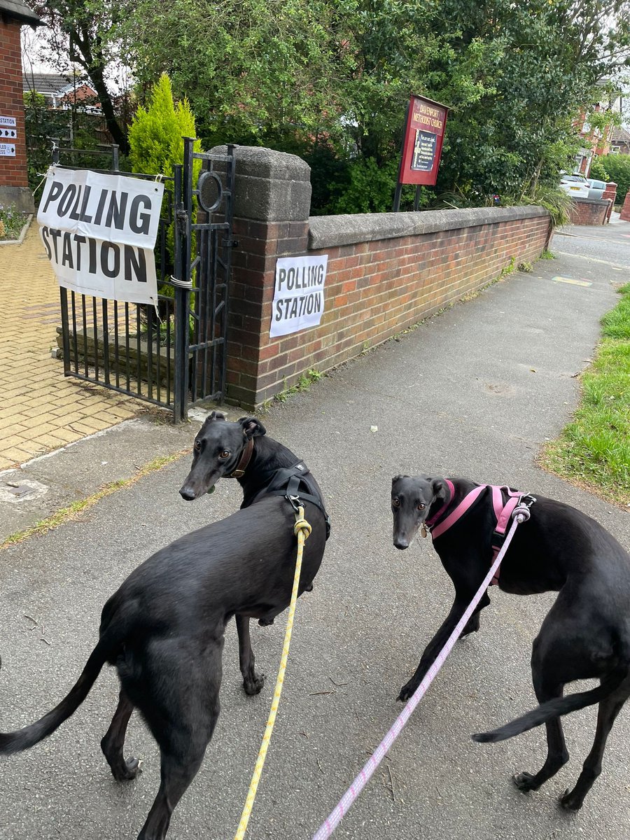 I have done a postal vote- but people sending me their sighthound voting pics is giving me LIFE! 💚 Look at Turbo and Trudy! Apparently they were the first dogs of the day 🐾 

#DogsAtPollingStations
#VoteGreen
#Greyhounds4Greens
#GetGreensElected